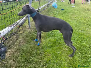 Whippet dogs Small 19",heart test clear,Full Blue Kc reg stud in Bishop Auckland - Advert 3