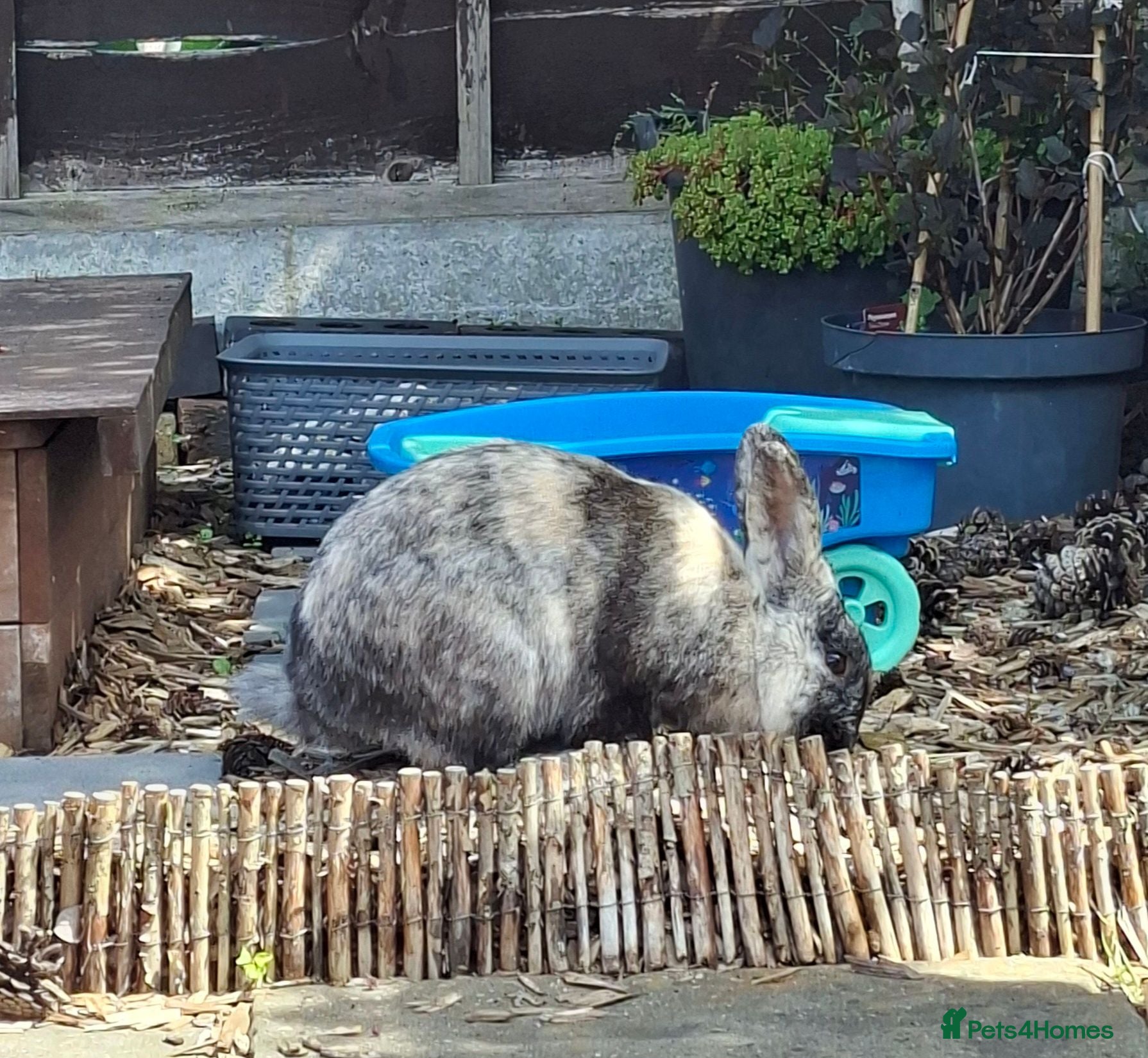 Harlequin rabbits Male Harlequin 2 years - Advert 1