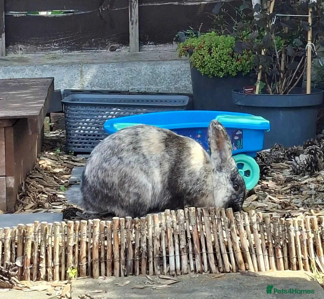 Harlequin rabbits for sale: Male Harlequin 2 years in Scunthorpe - Advert 1