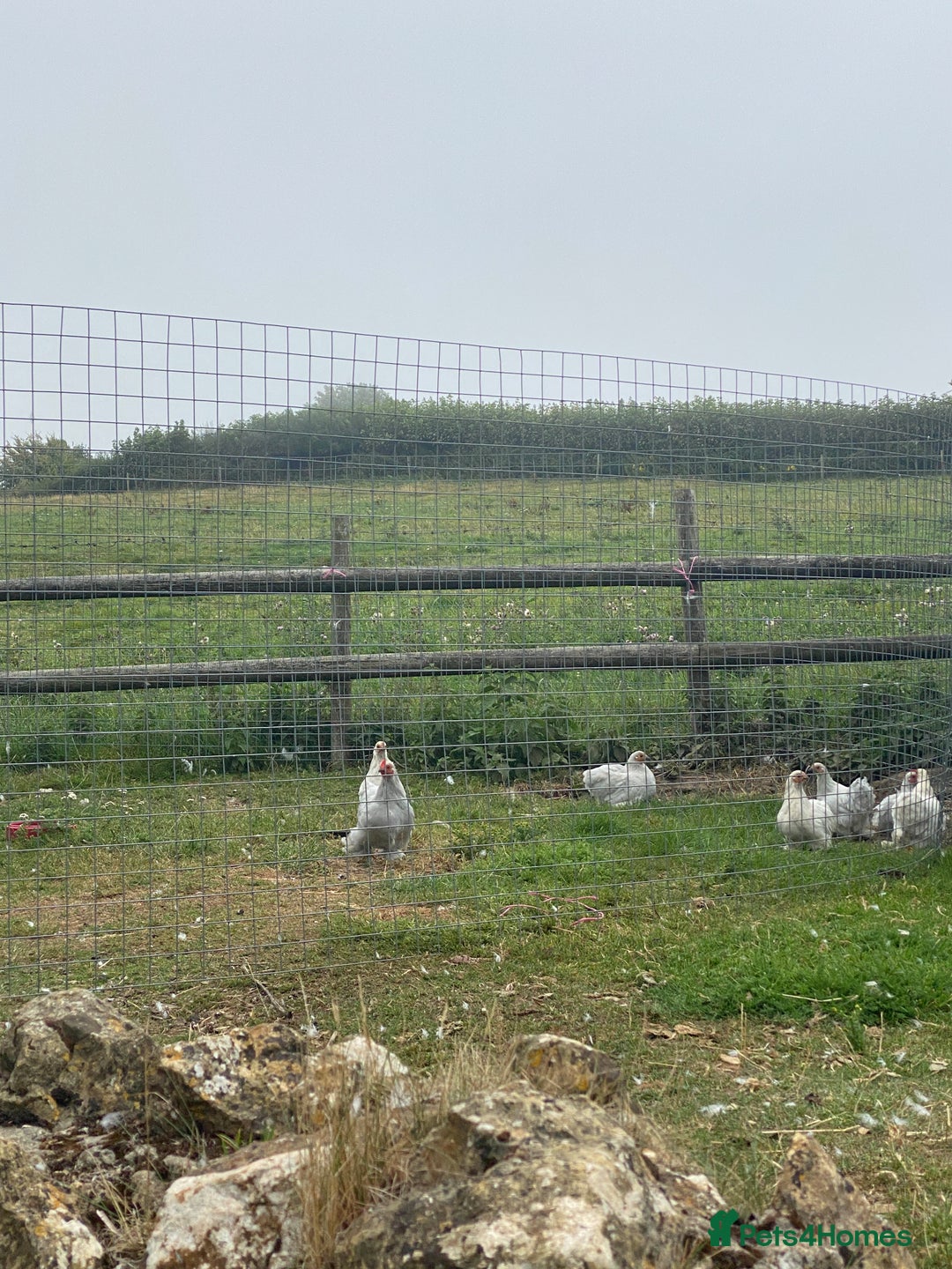 Chickens poultry for sale: Bantams for sale - Image 2