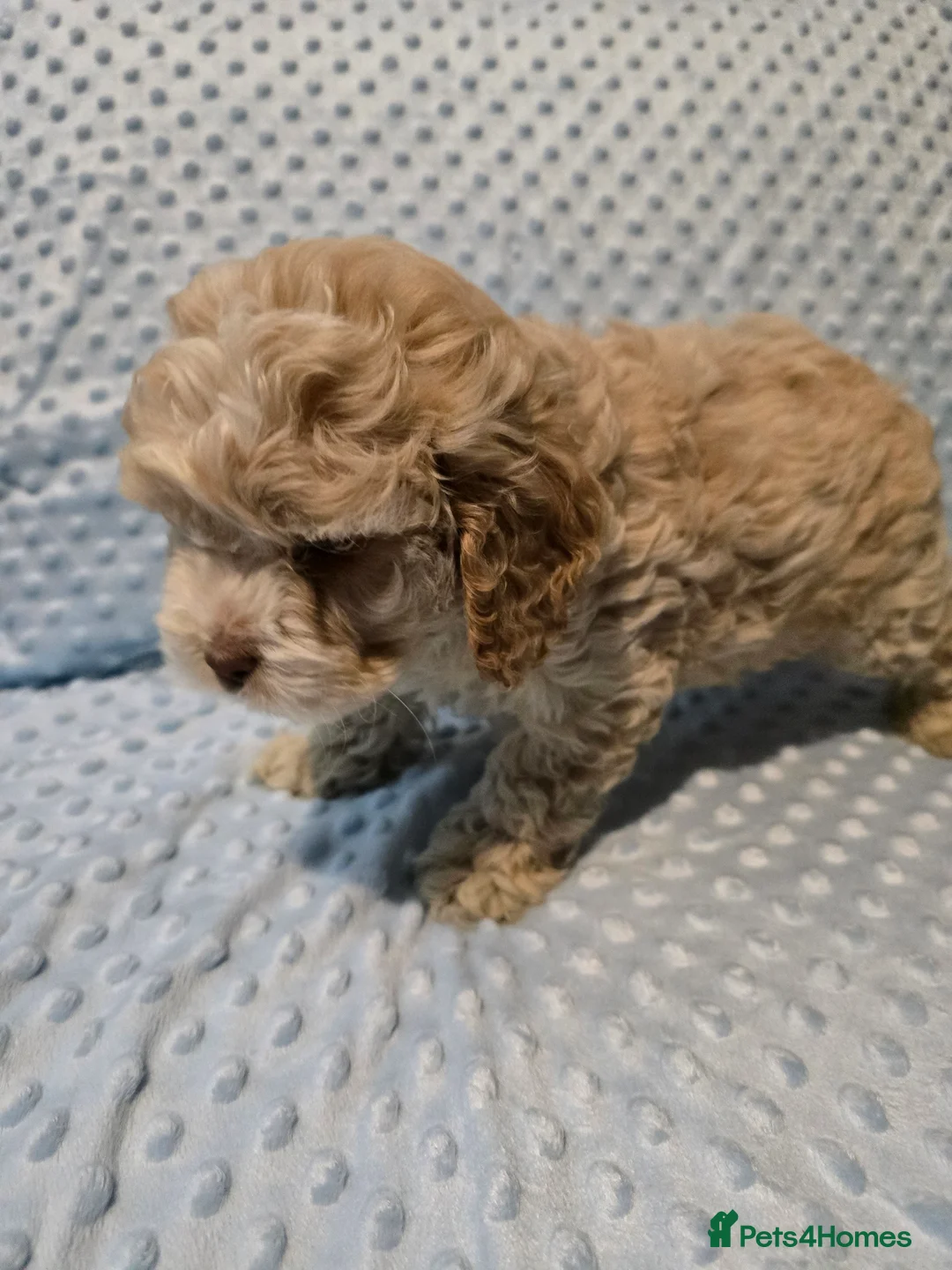 Cockapoo dogs for sale: Cockapoo puppies ready now - Advert 9