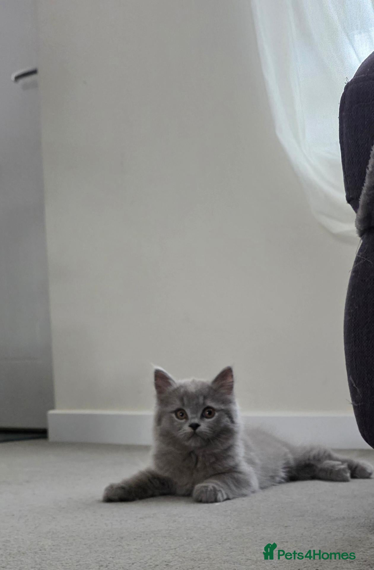 British Shorthair cats BSH adorable kittens  - Advert 15