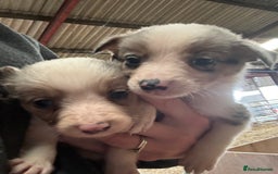 Border Collie dogs for sale: Lovely border collie pups - Image 4