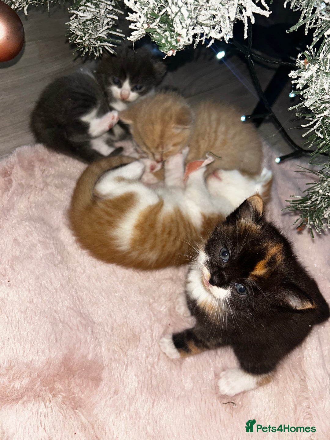 British Shorthair cats for sale: Four Adorable Kittens 🤍 - Advert 7