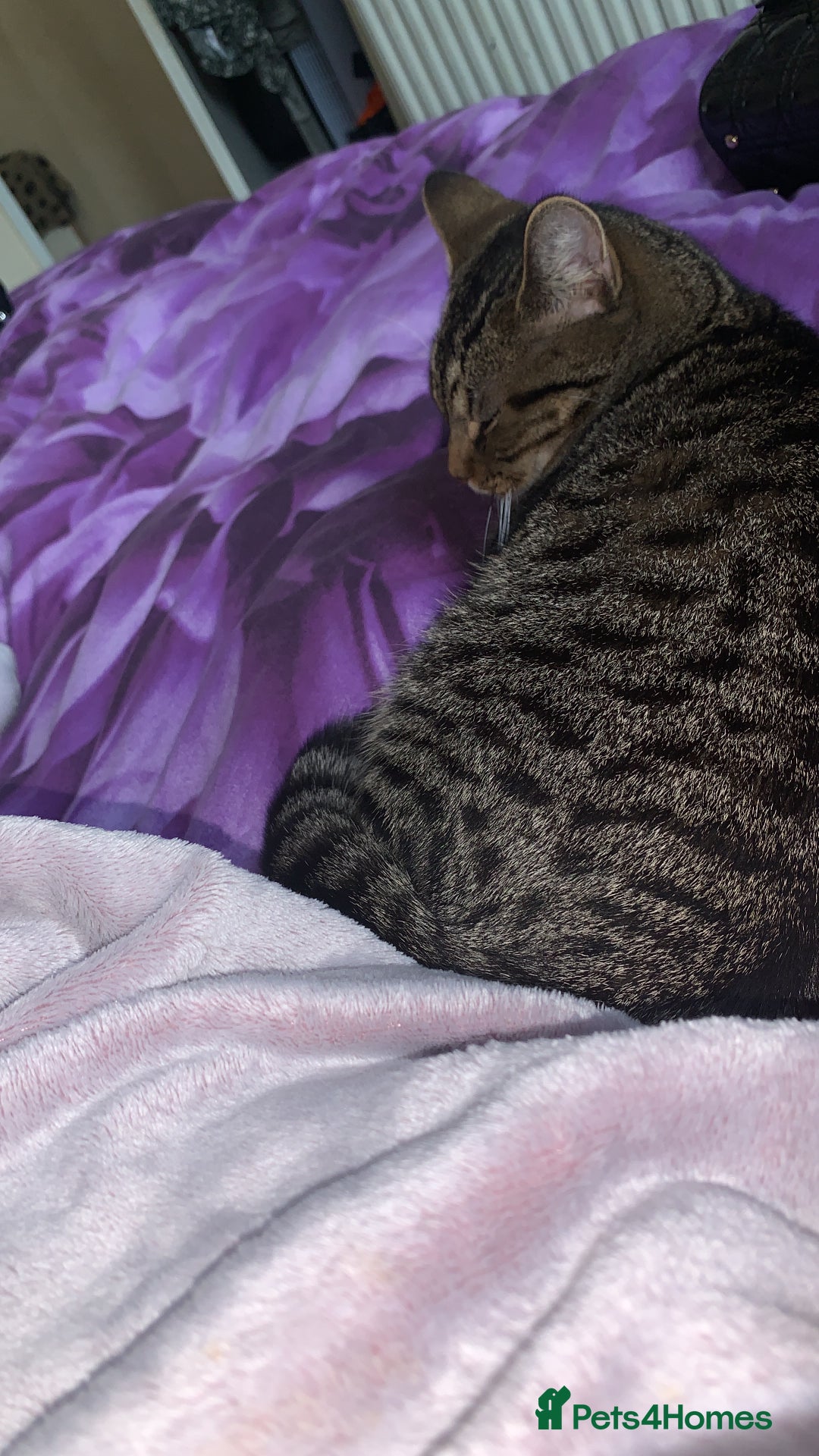 Mixed Breed cats for sale: Leo (black&white) Enzo (tabby ragdoll mix) - Advert 10