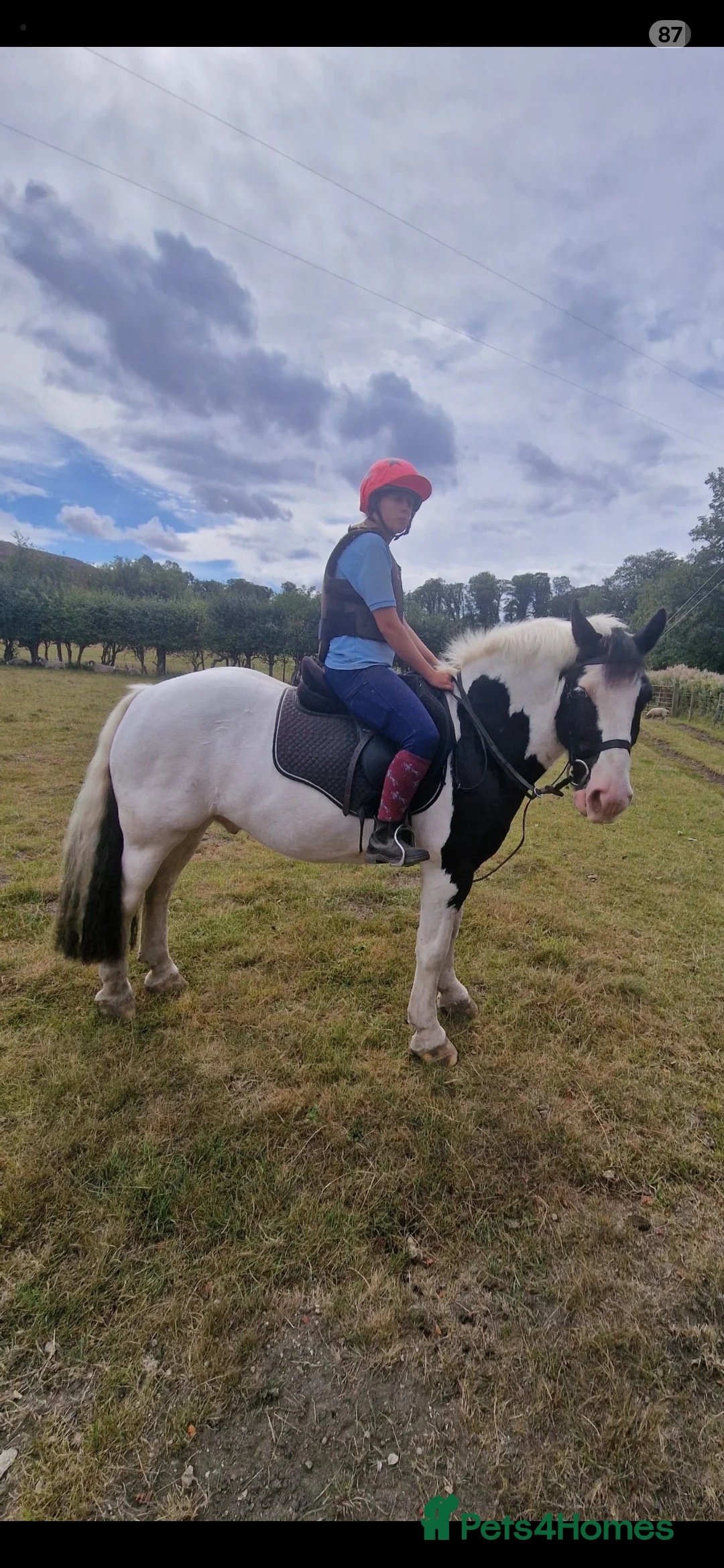 Irish Cob horses for sale: A.cob looking for a job - Advert 2