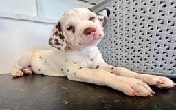 Dalmatian dogs for sale: 🐶 Two Beautiful Dalmatian Puppies!! 🐶  - Image 4