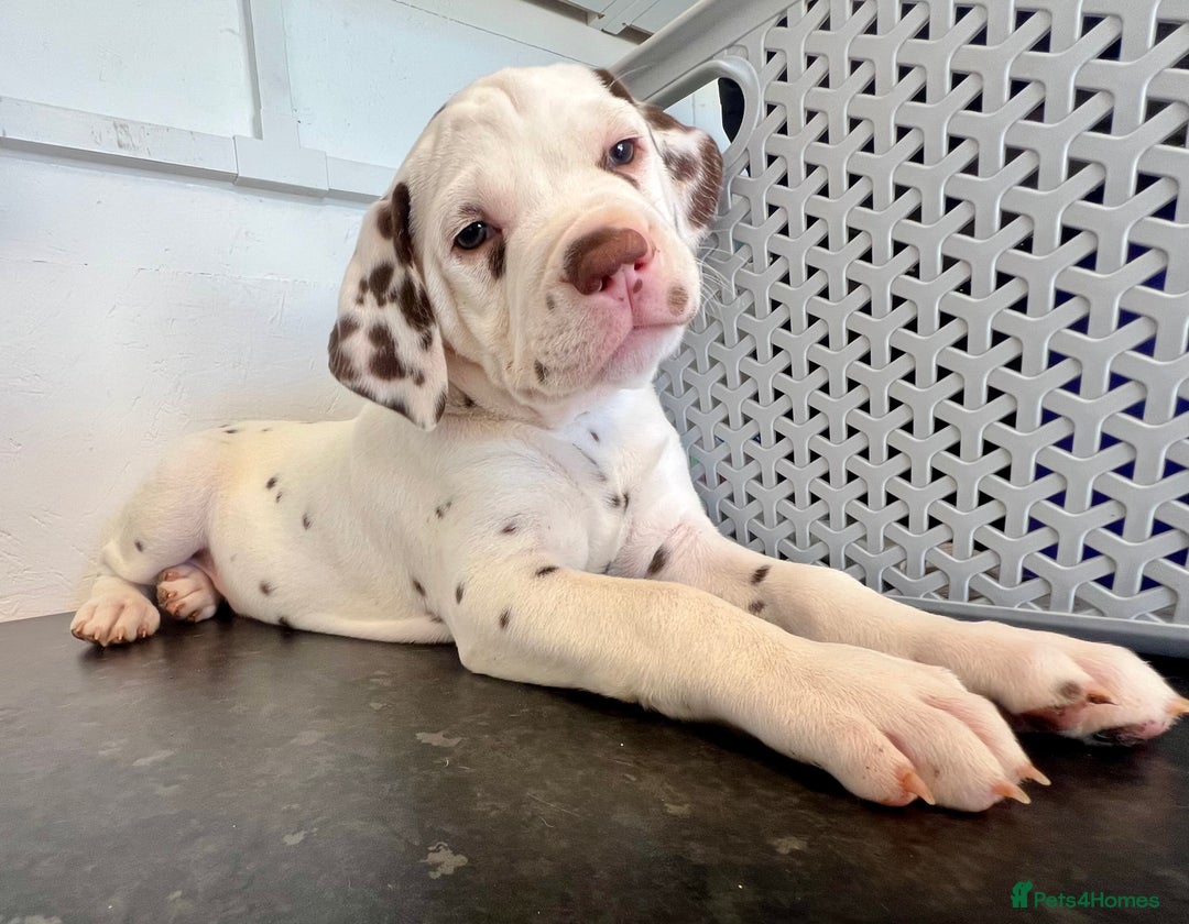 Dalmatian dogs for sale: 🐶 Two Beautiful Dalmatian Puppies!! 🐶  - Image 4