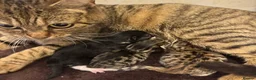 Savannah cats for sale: Stunning Savannah cross kittens, mum TICA reg - Advert 12