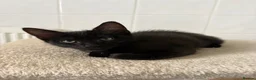 Mixed Breed cats for sale: Kittens looking for new homes - Advert 12