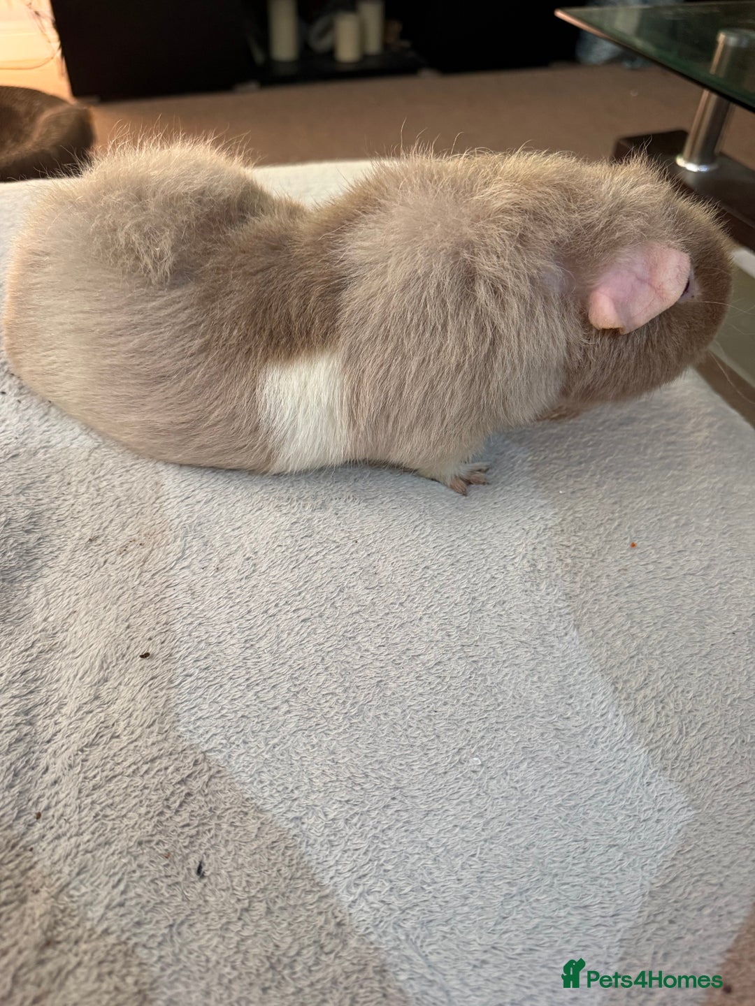 Guinea Pig rodents for sale: Lilac “Teddy” 1 year old guinea pig for sale :)  - Image 5