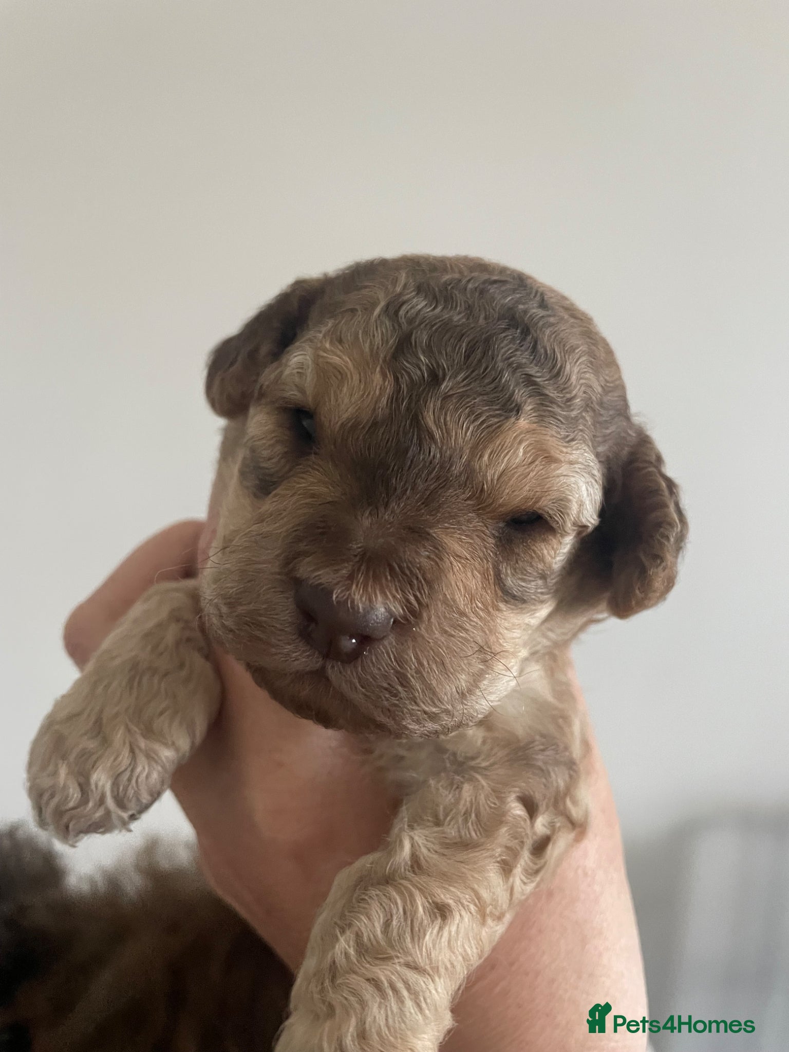 Cockapoo dogs Beautiful cockapoo puppies for sale ready 18/jun  - Advert 2