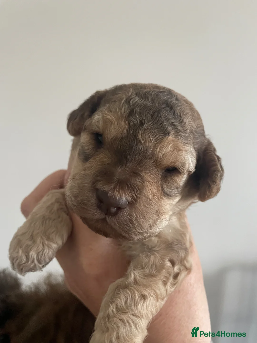 Cockapoo dogs for sale: Beautiful cockapoo puppies for sale ready 18/jun  - Advert 1