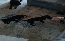 Mixed Breed dogs for sale:  Dalmador female puppies - Image 2