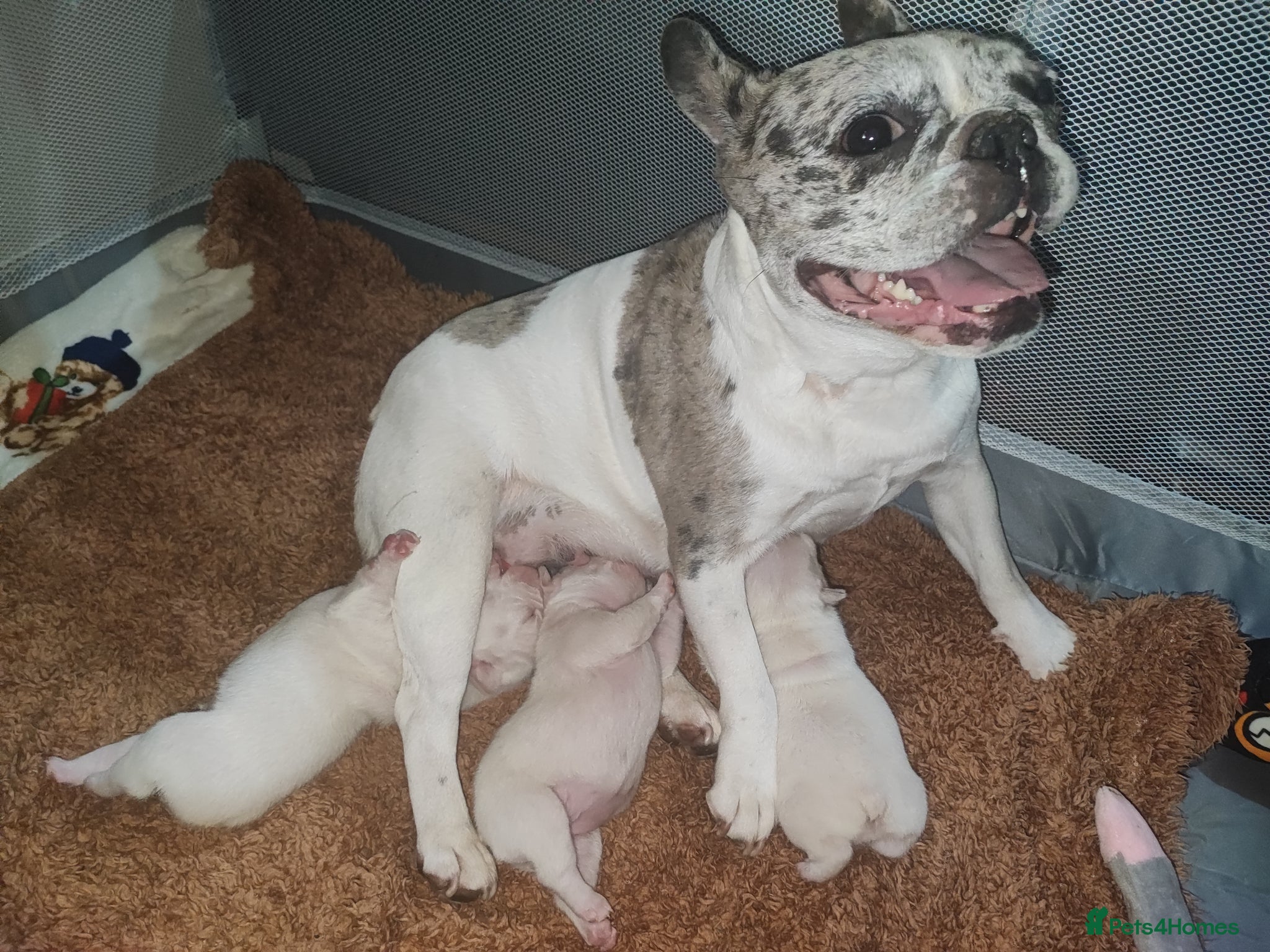 French Bulldog dogs for sale: french bulldog puppies in Nottingham - Advert 7