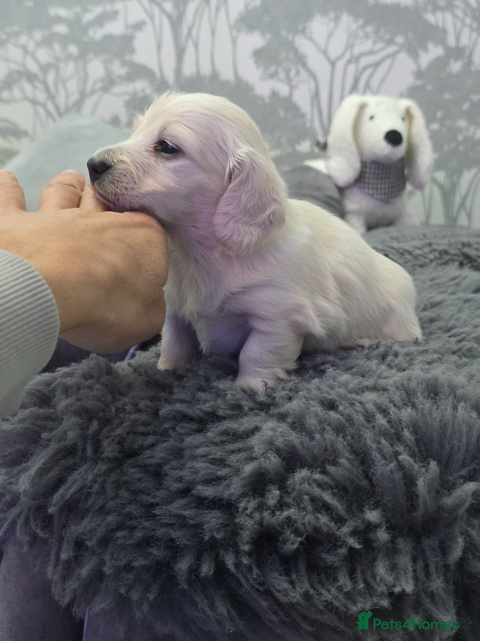 Miniature Dachshund dogs Cream Miniature long-haired  - Advert 14