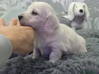 Miniature Dachshund dogs Cream Miniature long-haired - Advert 14