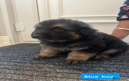 German Shepherd dogs for sale: Long haired German Shepherd puppies - Image 4
