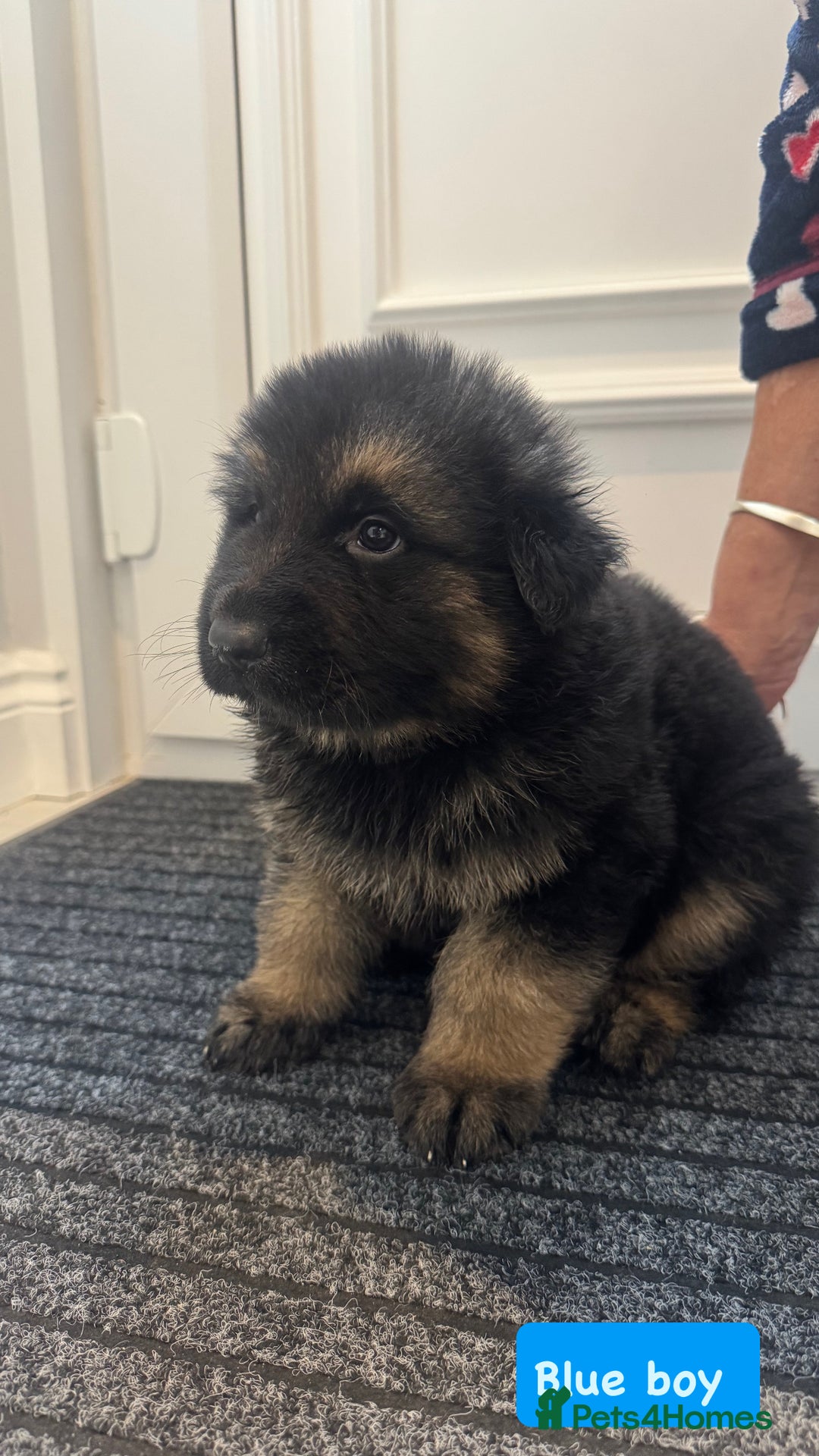 German Shepherd dogs for sale: Long haired German Shepherd puppies - Image 4