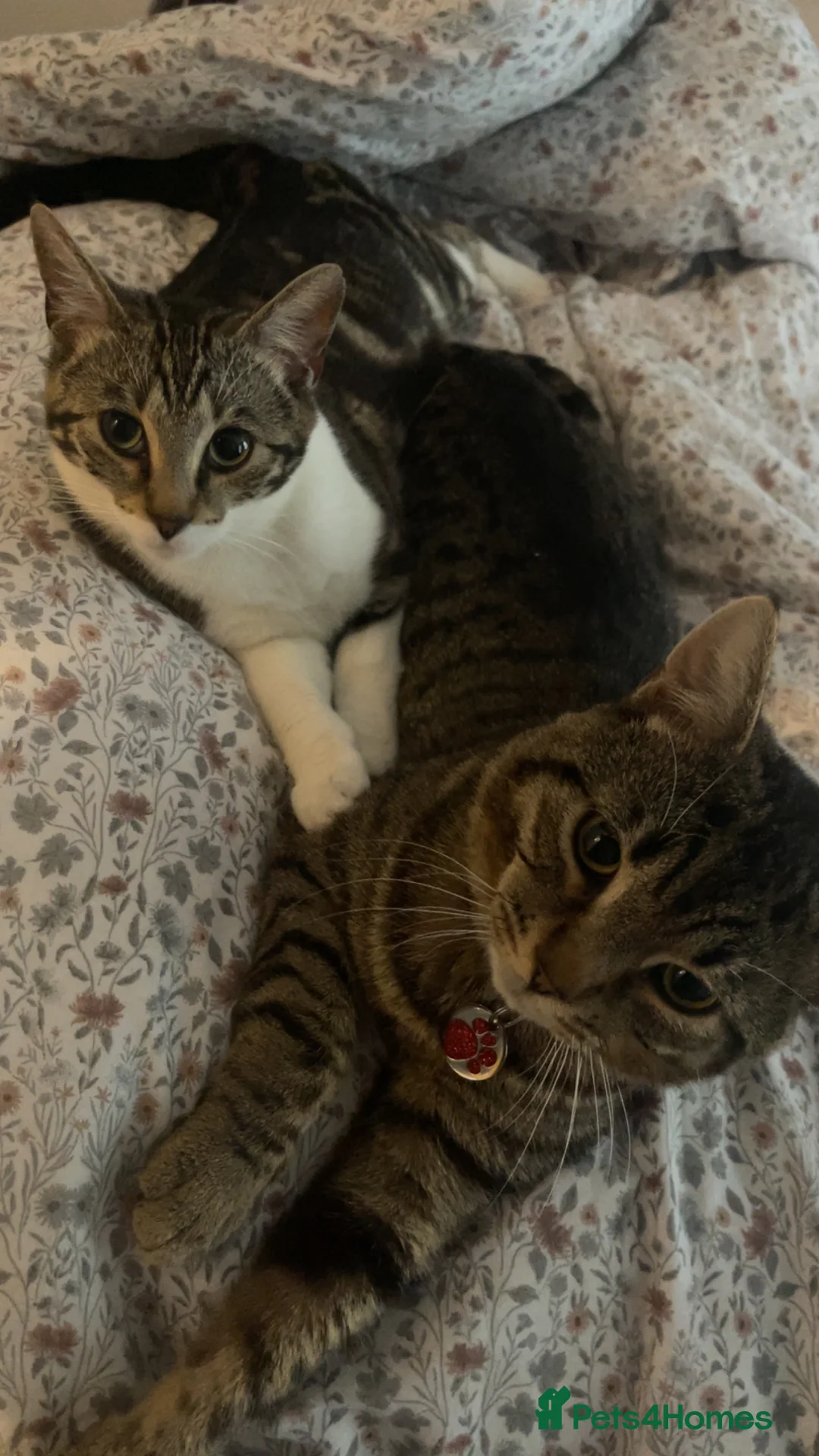 Mixed Breed cats for sale: Kittens  ** s  in Liverpool - Advert 2