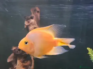 Cichlids fish Parrots Severum Jack dempsey - Advert 24