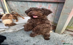 Cockapoo dogs for sale: 2 Year old Chocolate boy for rehoming - Image 2