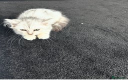 Siberian cats for sale: Adorable Siberian Kitten - Image 5