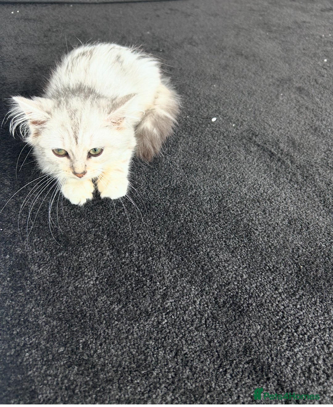 Siberian cats for sale: Adorable Siberian Kitten - Image 5