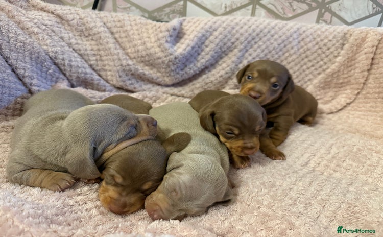 Miniature Dachshund dogs - Advert 1