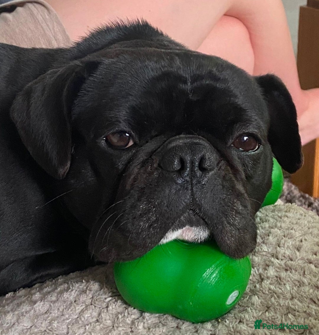 Frug dogs for sale: Female Frug -5 years old - Advert 3