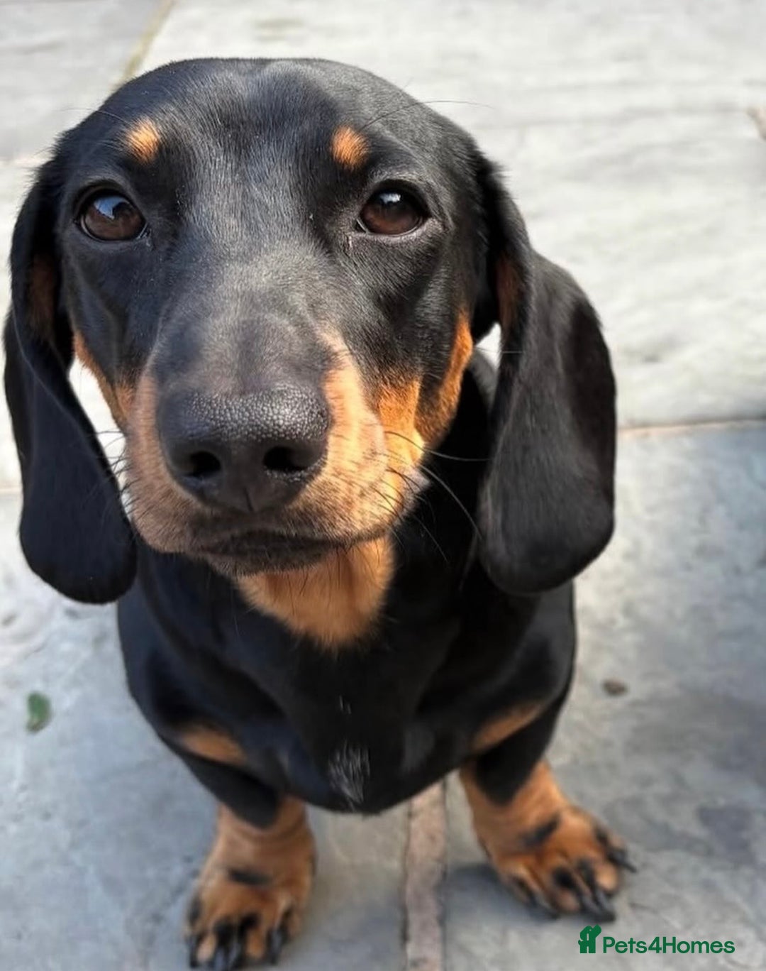 Miniature Dachshund dogs for sale: Miniature dachshund for sale  - Advert 2