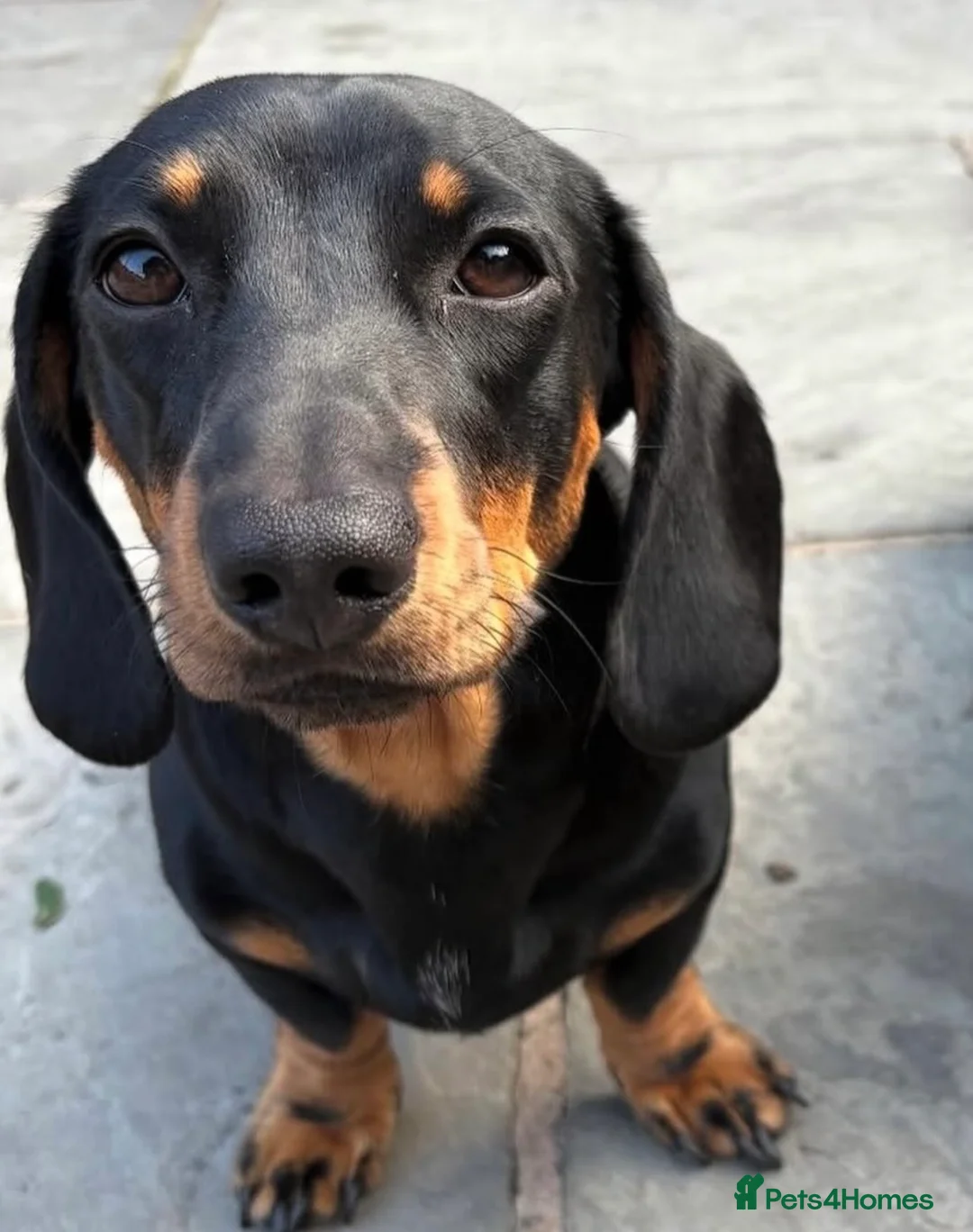 Miniature Dachshund dogs for sale: Miniature dachshund for sale  - Advert 2