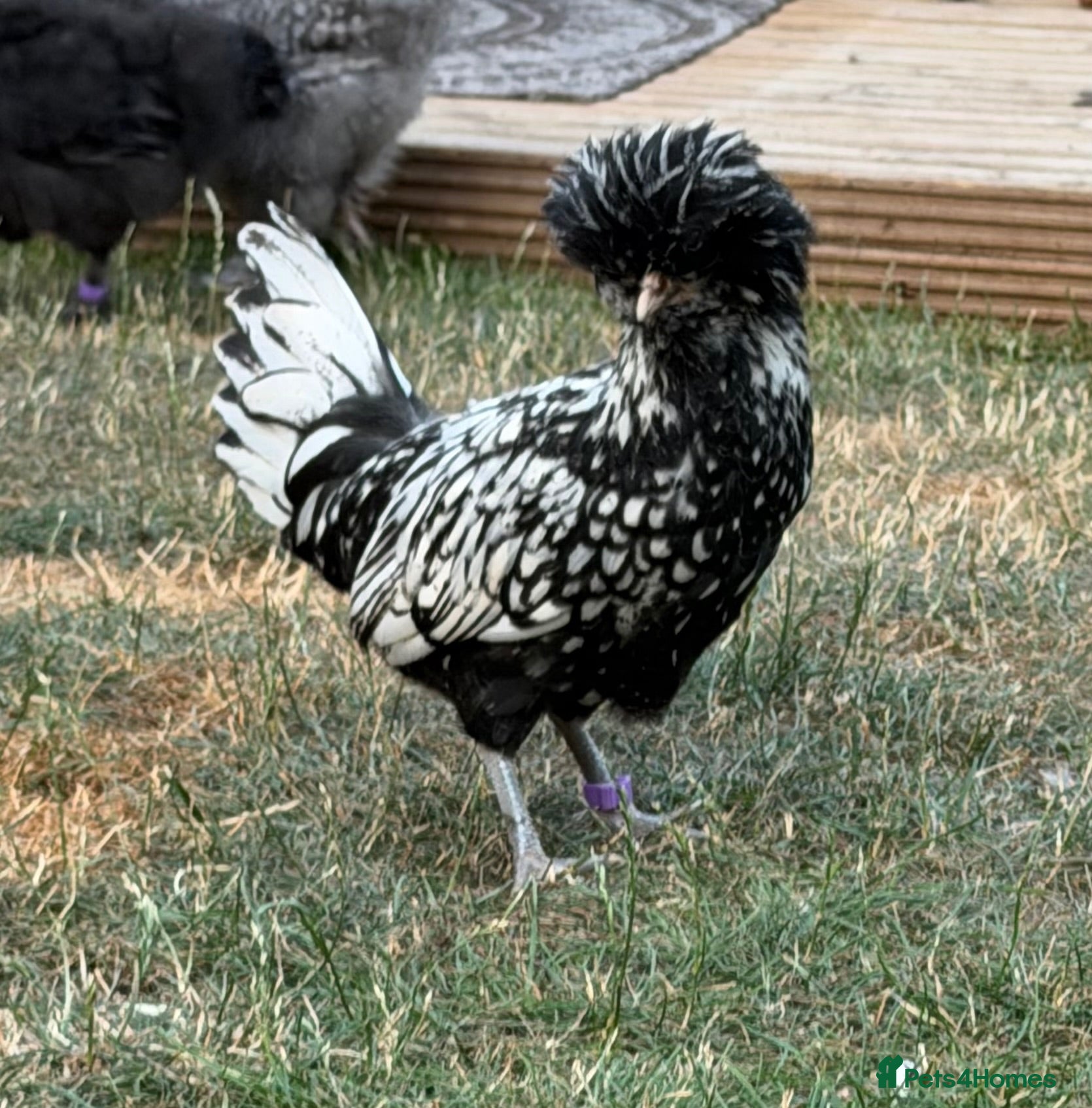 Chickens poultry ROO’s Swedish Flower, Vorwerk, Polish & More!  - Advert 2