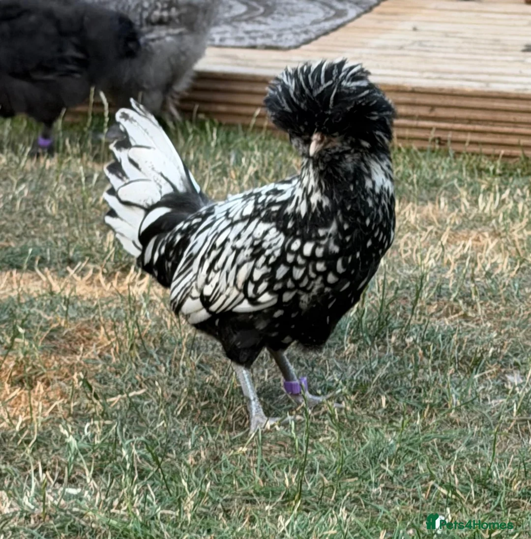 Chickens poultry for sale: ROO’s Swedish Flower, Vorwerk, Polish & More!  - Advert 2