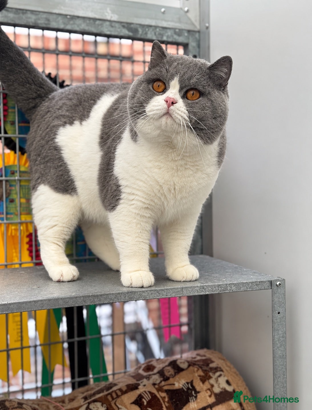 British Shorthair cats for stud: Champion polish import excellent pedigree  - Advert 18