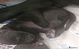 Labradoodle dogs for sale: F1 beautiful standard labradoodles - Image 12