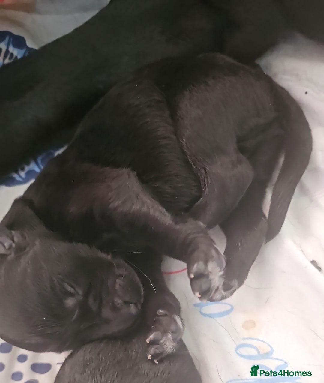 Labradoodle dogs for sale: F1 beautiful standard labradoodles - Image 12