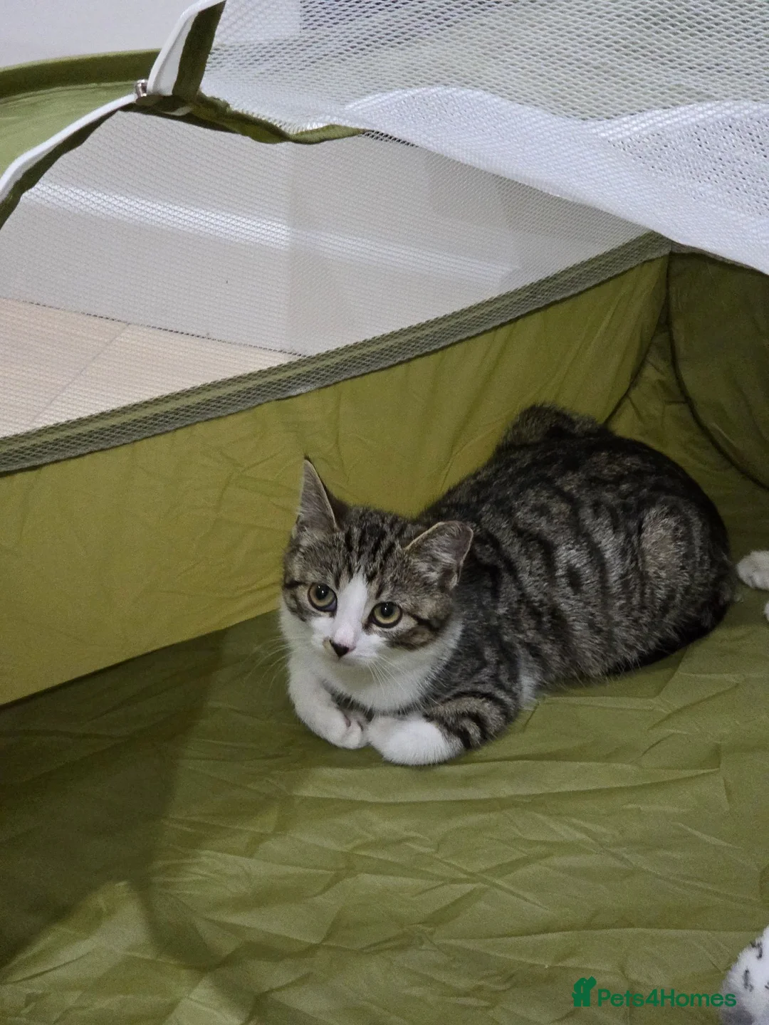 Mixed Breed cats for sale: Adorable 14 week old male kitten available  - Advert 4