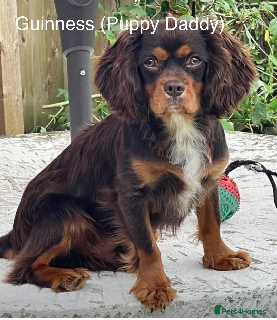 Cavapoo dogs for sale: 🐶 One Beautiful Cavapoo Girl - Available 11 Feb - Advert 5