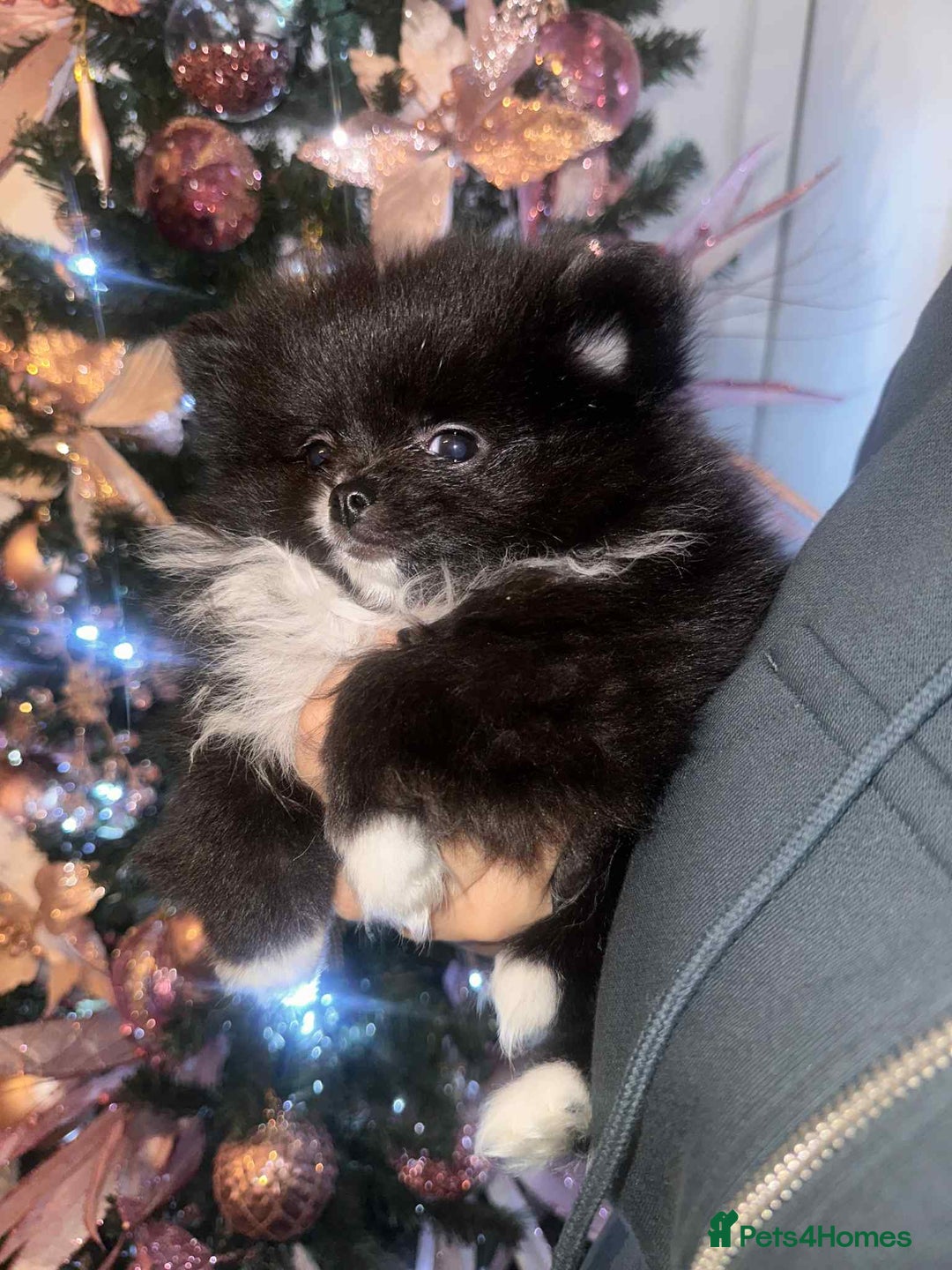 Pomeranian dogs for sale:  Pomeranian puppies  - Advert 12