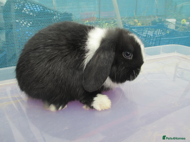 Mini Lop rabbits - Advert 1