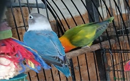 Lovebirds birds for sale: Lovebirds fischers x4 fischers lovebirds  - Image 10