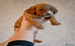 Cockapoo dogs for sale: Beautiful Cockapoo Puppies - Ready mid December - Image 6