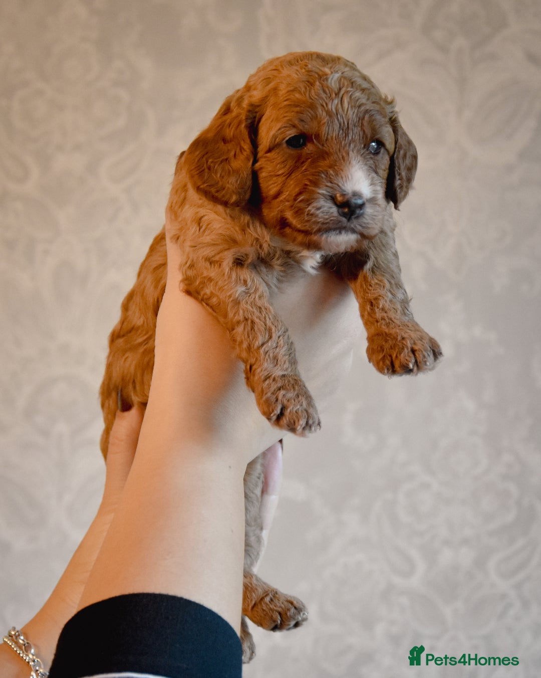 Cockapoo dogs for sale: Beautiful Cockapoo Puppies - Ready mid December - Image 6