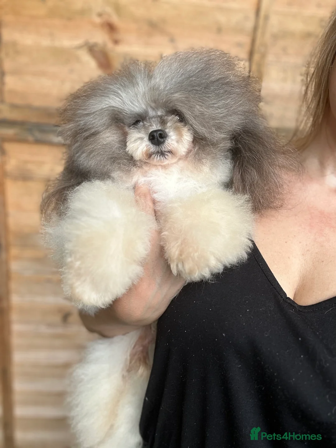 Toy Poodle dogs for stud: 7.5inch Toy HEALTH TESTED ASIAN IMPORT in Guildford - Advert 12