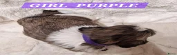 Shih Tzu dogs for sale: Pure bred shih tzu puppies in Cardiff - Advert 4