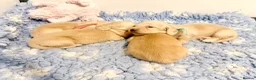 Miniature Dachshund dogs for sale: Cream long haired miniature dachshund puppies  - Advert 13