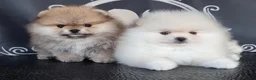 Pomeranian dogs for sale: Luxury Pomeranian Puppies for sale!!! - Advert 2