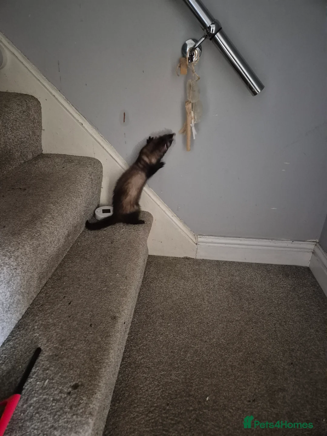 Ferret rodents for sale: I'm looking for a male - Advert 1