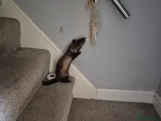 Ferret rodents I'm looking for a male - Advert 1